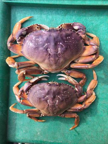 2 Dungeness Crab and 2 Cocktail Sauce (Shipping Included)