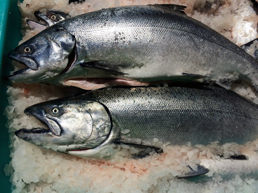 Wild Oregon Chinook Salmon